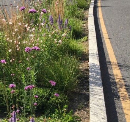Image indicative of the type of verge planting to be proposed.